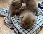 Кошки в других городах Башкортостана: Котята Девочка, Бесплатно - фото 8