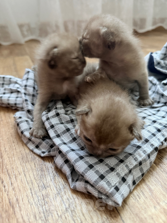 Кошки в других городах Башкортостана: Котята Девочка, Бесплатно - фото 8