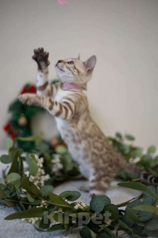 Кошки в Москве: Амелия Девочка, 60 000 руб. - фото 6