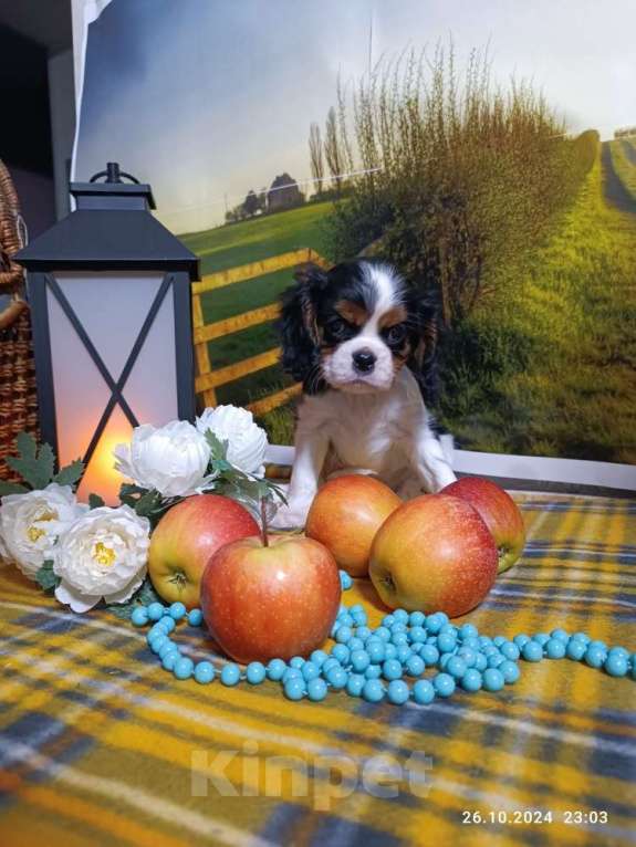 Собаки в Ярославле: Кавалер Кинг Чарльз Спаниель  девочка Иджи Девочка, 80 000 руб. - фото 2