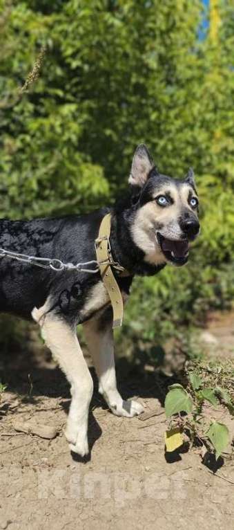 Собаки в Москве: Голубоглазый ласковый пёс Харлей в дар Мальчик, 1 руб. - фото 4