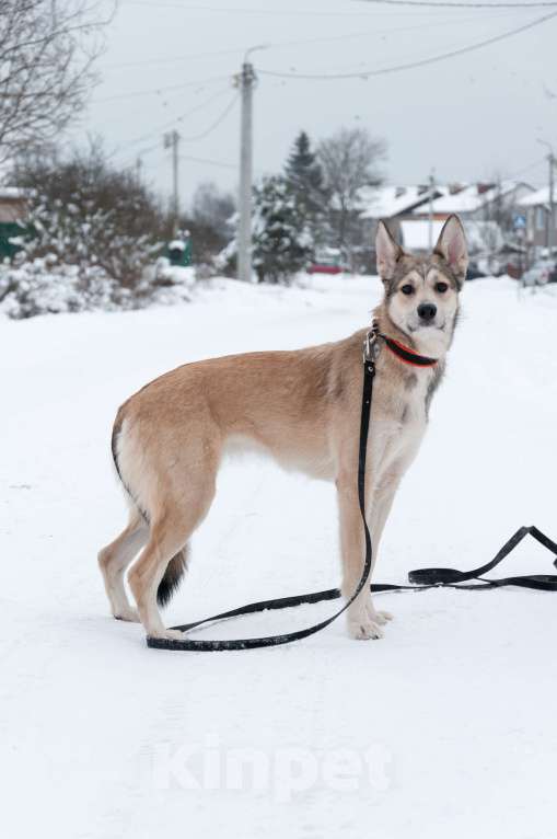 Собаки в Ногинске: Харизма, ум и манеры. Ваша будущая лучшая подруга уже здесь! Девочка, Бесплатно - фото 7