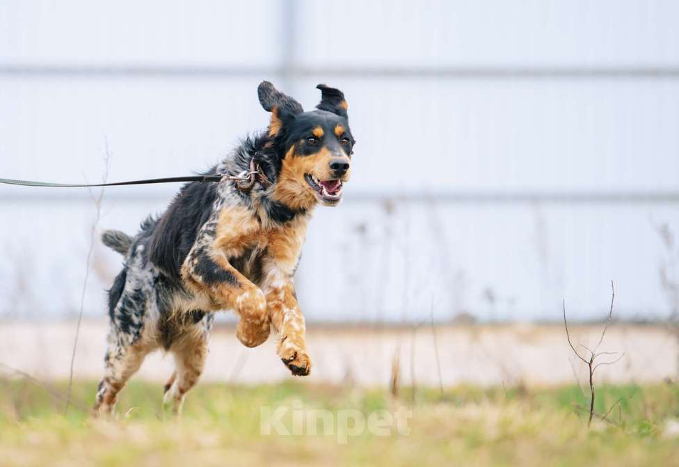 Собаки в Москве: Бархан Мальчик, Бесплатно - фото 2