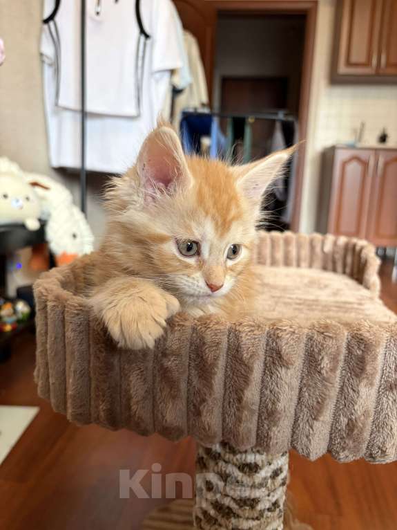 Кошки в Реутове: Котенок Полидакт Девочка, 12 000 руб. - фото 4