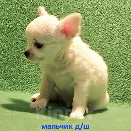 Собаки в Москве: Очаровательный щенок чихуахуа. Мальчик, 30 000 руб. - фото 7