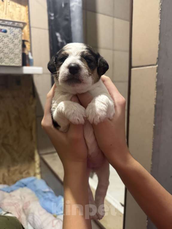 Собаки в других городах Краснодарского края: Фокстерьер Девочка, 15 000 руб. - фото 5