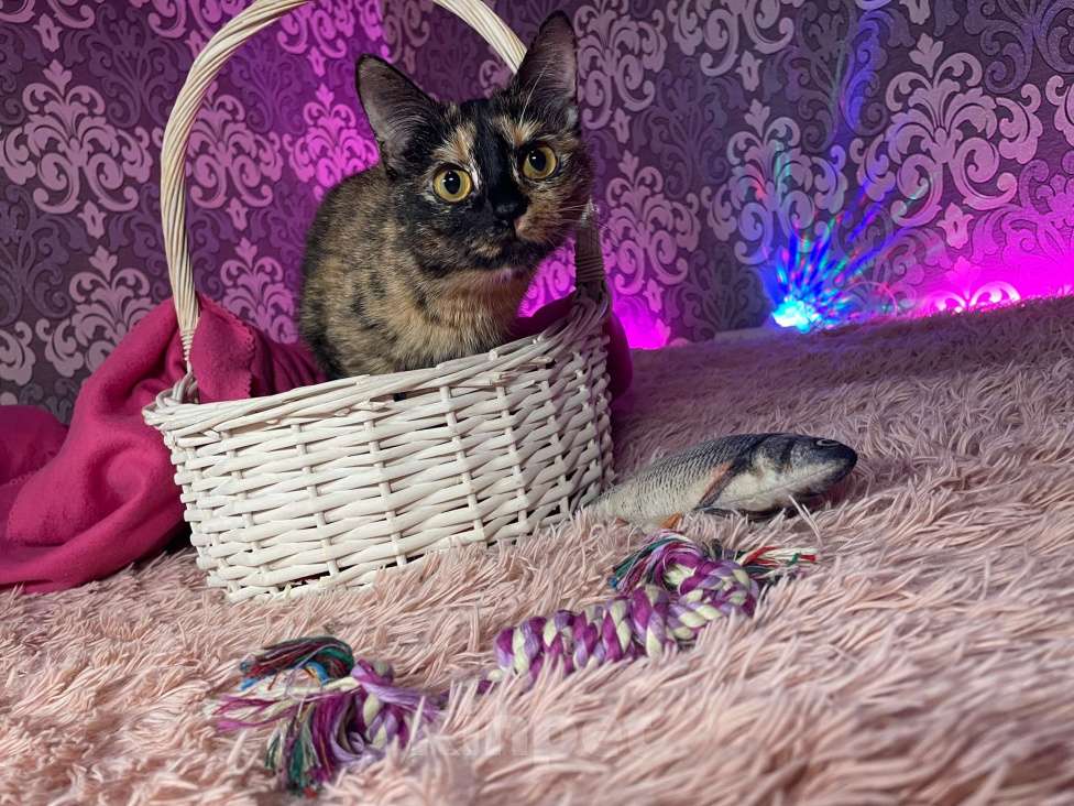 Кошки в Москве: Кошечка Сальма Девочка, Бесплатно - фото 3