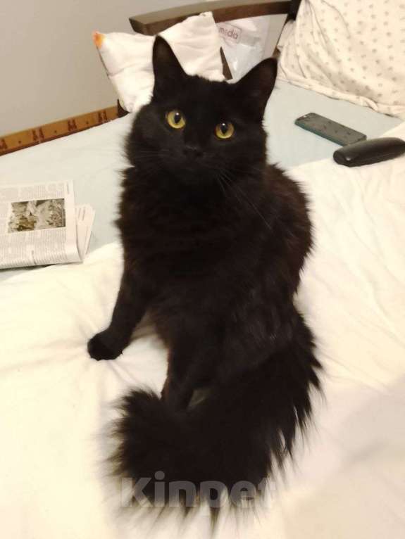 Кошки в Анапе: Пропала кошка Девочка, 1 000 руб. - фото 1