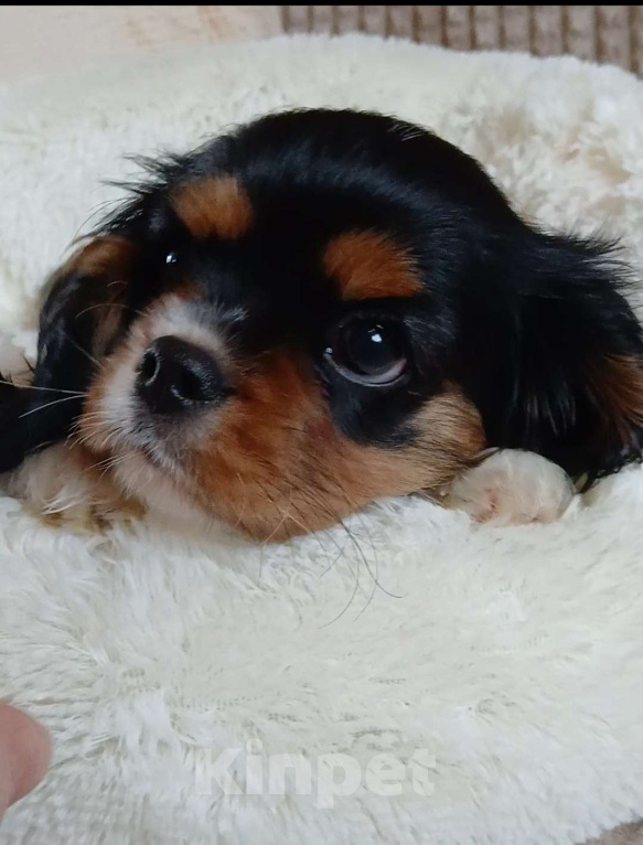 Собаки в Москве: Девочка Кавалер Кинг Чарльз спаниель  Девочка, Бесплатно - фото 3