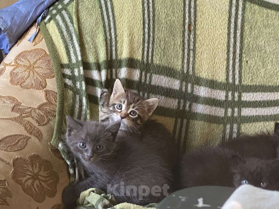 Кошки в других городах Московской области: Красивая кошечка  Девочка, Бесплатно - фото 2