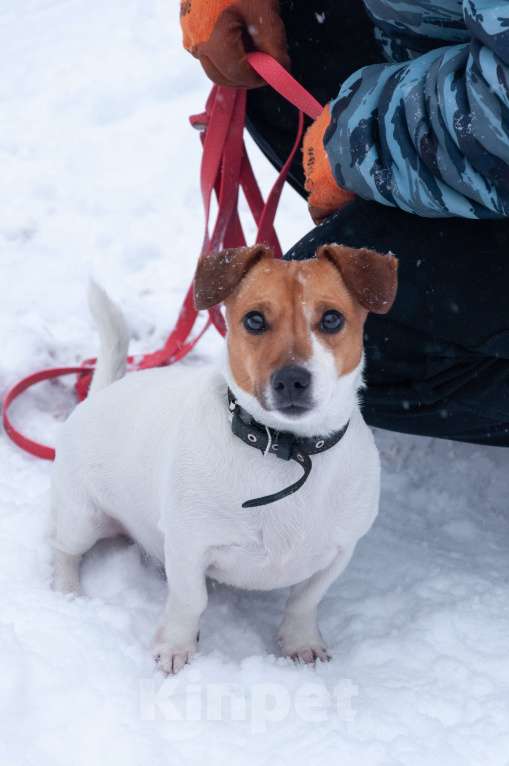 Собаки в Ногинске: Майло ждет свою семью в приюте Мальчик, Бесплатно - фото 9