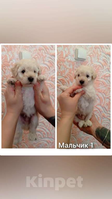 Собаки в Нижнем Новгороде: Щенки метисы маленькой породы Мальчик, 25 000 руб. - фото 3