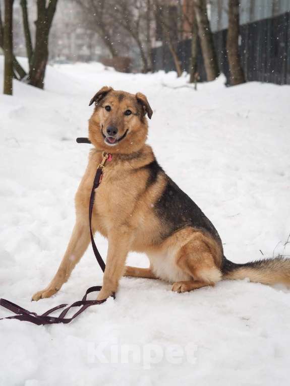 Собаки в Москве: Дуся Девочка, 300 руб. - фото 2