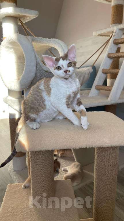 Кошки в Новосибирске: Девон Рекс котята Девочка, 70 000 руб. - фото 1