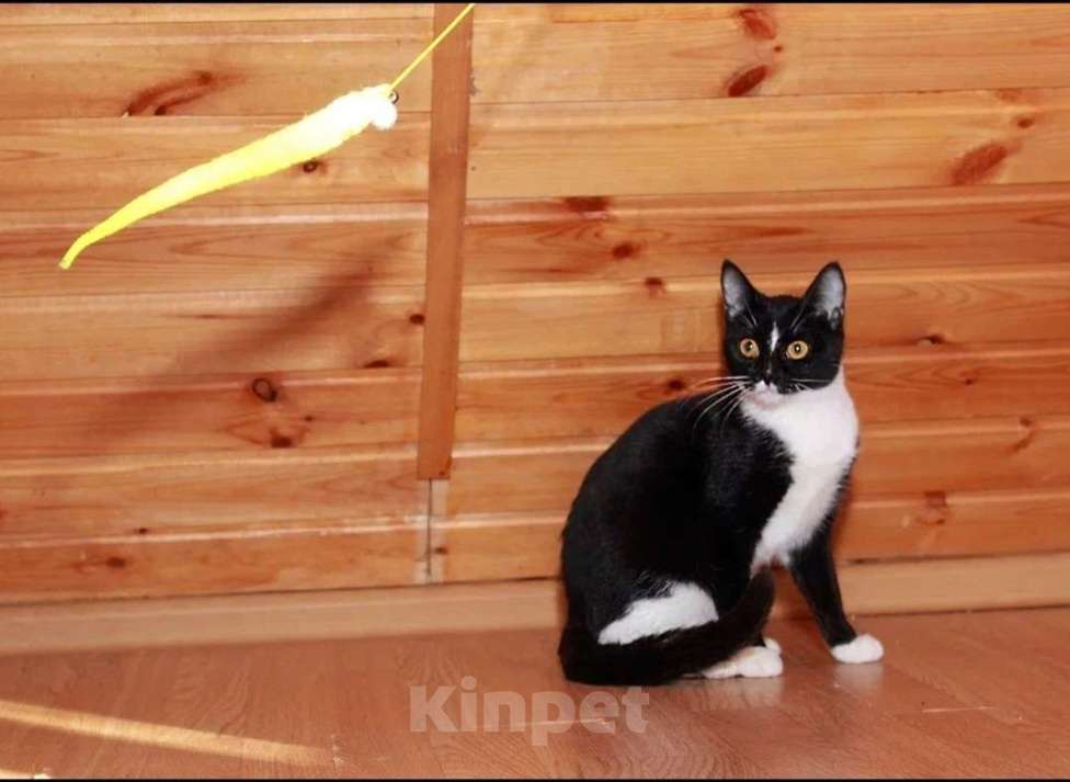 Кошки в Калуге: Юнона, молодая кошечка в добрые руки. Девочка, Бесплатно - фото 3