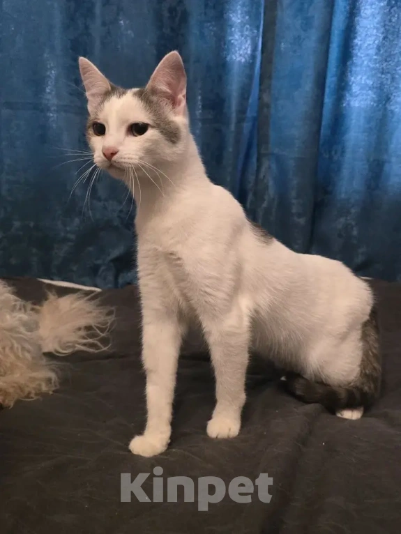 Кошки в Серпухове: Ищет любящую и ответственную семью❤️ Мальчик, Бесплатно - фото 4