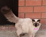 Кошки в Краснодаре: Котята Невская Маскарадная Color Point Blue Point Колор Поинт Пушистые Девочка, 37 000 руб. - фото 10