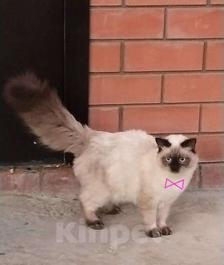 Кошки в Краснодаре: Котята Невская Маскарадная Color Point Blue Point Колор Поинт Пушистые Девочка, 37 000 руб. - фото 10