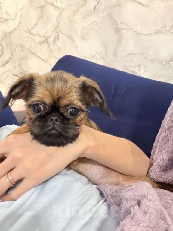 Собаки в Биробиджане: Пти-брабансон Девочка, 40 000 руб. - фото 1