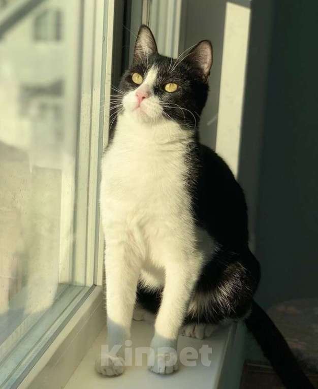 Кошки в Котельнике: Крупный молодой кот подросток Стёпка в добрые руки Мальчик, Бесплатно - фото 6