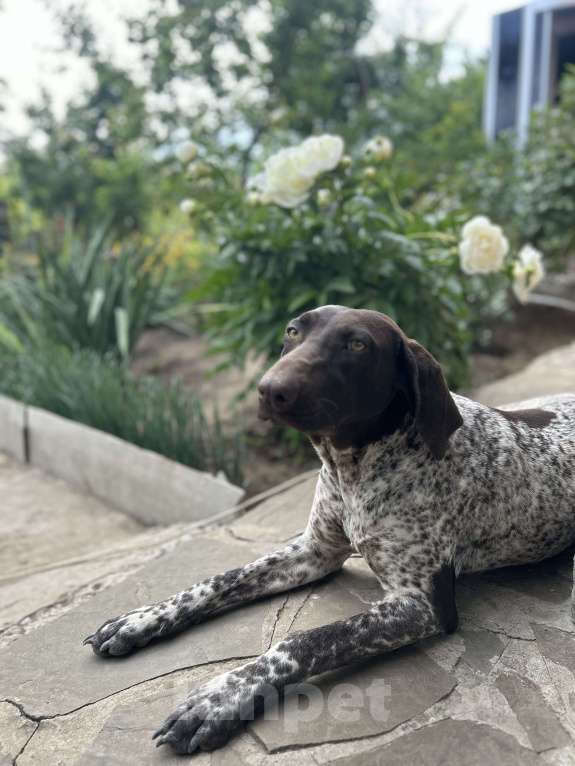 Собаки в Шахте: Щенки курцхара Девочка, 15 000 руб. - фото 5