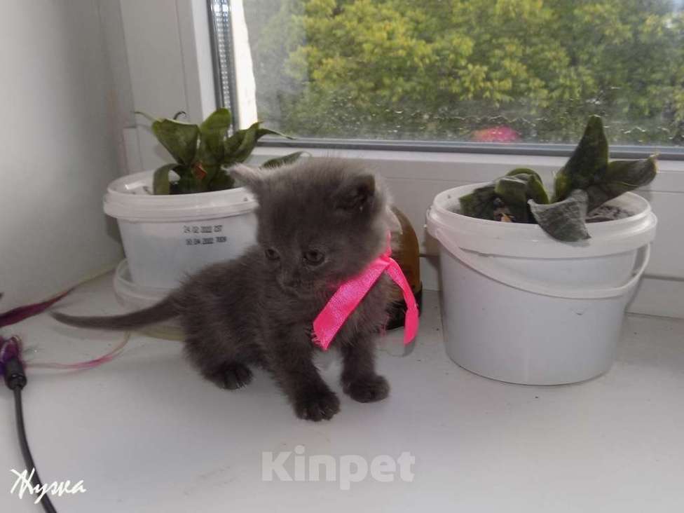 Кошки в Москве: Котята породы Шартрез Девочка, 10 000 руб. - фото 7