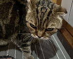 Кошки в Москве: ## Внимание! Срочно ищет дом чудесный котик Ричард!  Мальчик, Бесплатно - фото 3