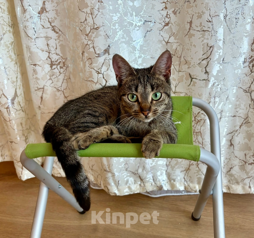 Кошки в Санкт-Петербурге: Кошечка в добрые руки Девочка, Бесплатно - фото 4