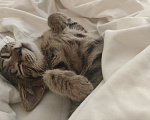 Кошки в Раменском: Котёнок в добрые руки Девочка, Бесплатно - фото 1