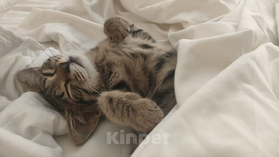 Кошки в Раменском: Котёнок в добрые руки Девочка, Бесплатно - фото 1