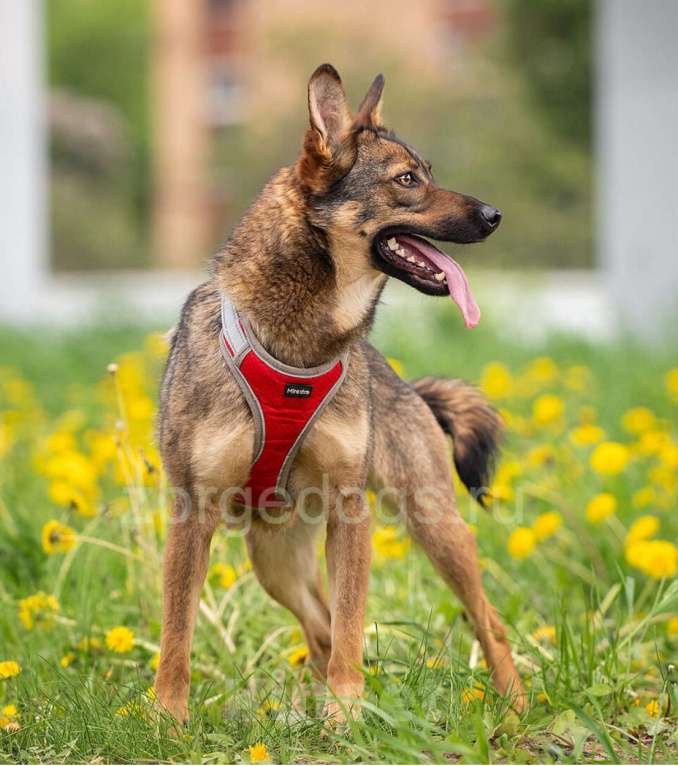 Собаки в Москве: Тесса Девочка, Бесплатно - фото 3