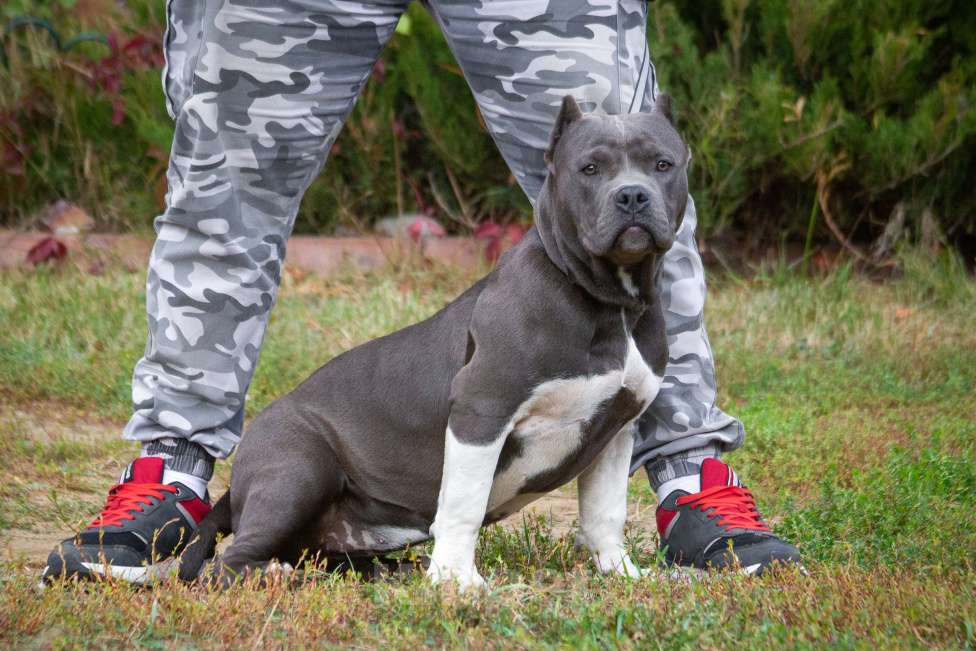 Собаки в других городах Московской области: Американский булли Девочка, 70 000 руб. - фото 6