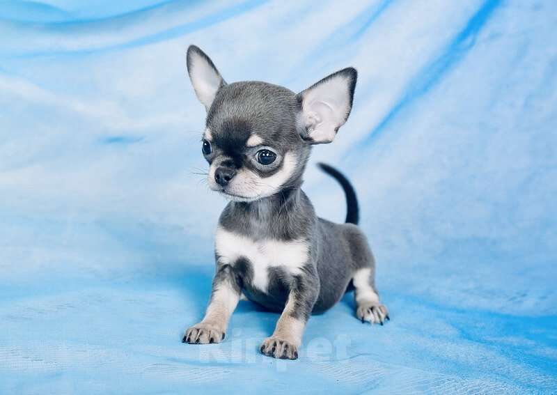 Собаки в Люберцах: Чихуахуа Хатика Девочка, 105 000 руб. - фото 5