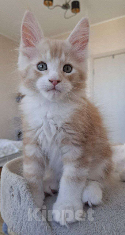 Кошки в Геленджике: Продаётся котёнок мейн-кун, мальчик, ласковый рыжий окрас d 03 22, из питомника EdenLight (Геленджик Мальчик, Бесплатно - фото 1