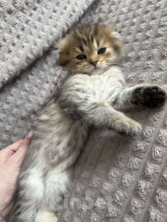 Кошки в Москве: Мальчик вислоухий Мальчик, 20 000 руб. - фото 2