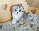 Кошки в Самаре: Котик скоттиш-фолд Мальчик, 30 000 руб. - фото 2