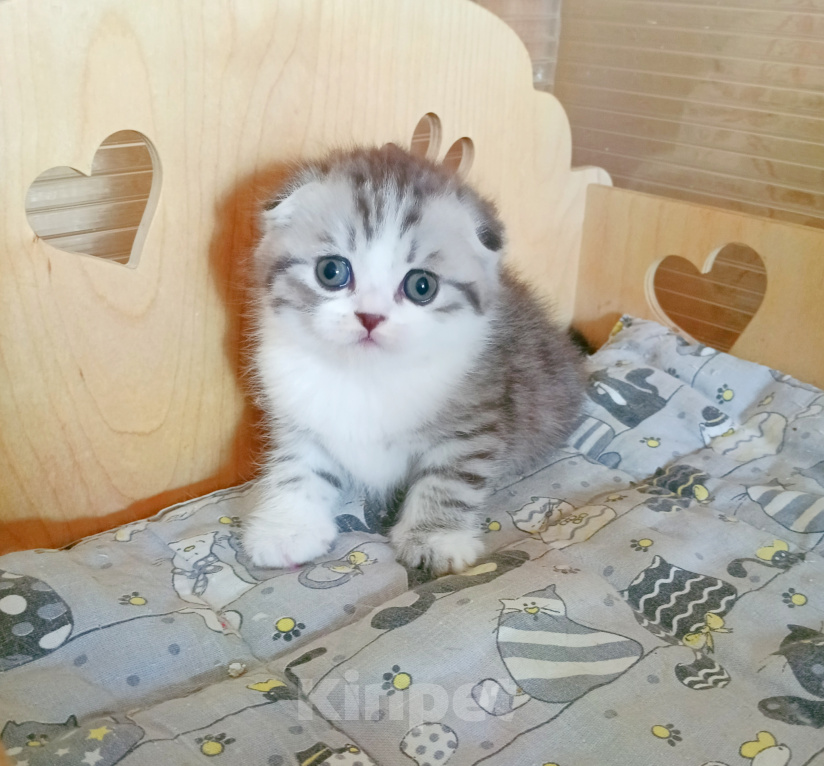 Кошки в Самаре: Котик скоттиш-фолд Мальчик, 30 000 руб. - фото 2