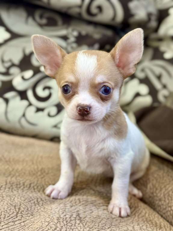 Собаки в Балашихе: Красивая девочка чихуахуа  Девочка, 50 000 руб. - фото 2
