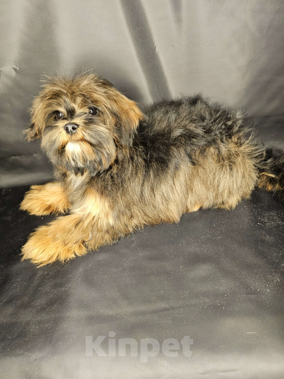 Собаки в Москве: Шипу щенок мальчик Мальчик, 30 000 руб. - фото 3