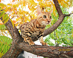Кошки в Краснодаре: Породистые бенгальские котята от питомника ЮШЕРУС Мальчик, 25 000 руб. - фото 8