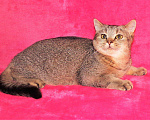 Кошки в Сертолово: Британцы драгоценных окрасов, 5 000 руб. - фото 10