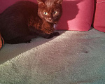 Кошки в Дмитровске: Котенок черный с белым 4 мес, 50 руб. - фото 2