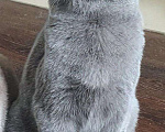 Кошки в Нововоронеже: Британская плюшевая кошечка, 7 000 руб. - фото 3