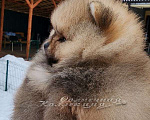 Собаки в Москве: Шпиц померанский девочка  мишка Девочка, Бесплатно - фото 2