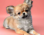 Собаки в Москве: Чихуахуа щенок рыжий красавчик !  Мальчик, Бесплатно - фото 1