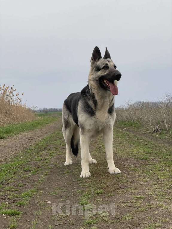 Собаки в других городах Краснодарского края: Щенок Восточноевропейской овчарки Девочка, 60 000 руб. - фото 6