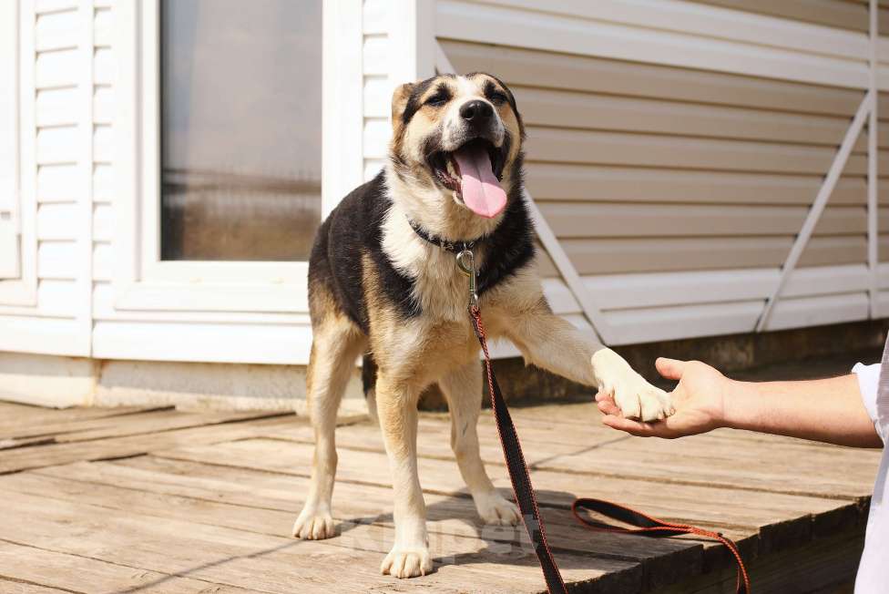 Собаки в Москве: Дарвин, собака-улыбака из приюта Мальчик, Бесплатно - фото 3