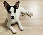 Собаки в Москве: Гладкошерстный белый щенок Риччи в добрые руки Мальчик, Бесплатно - фото 2