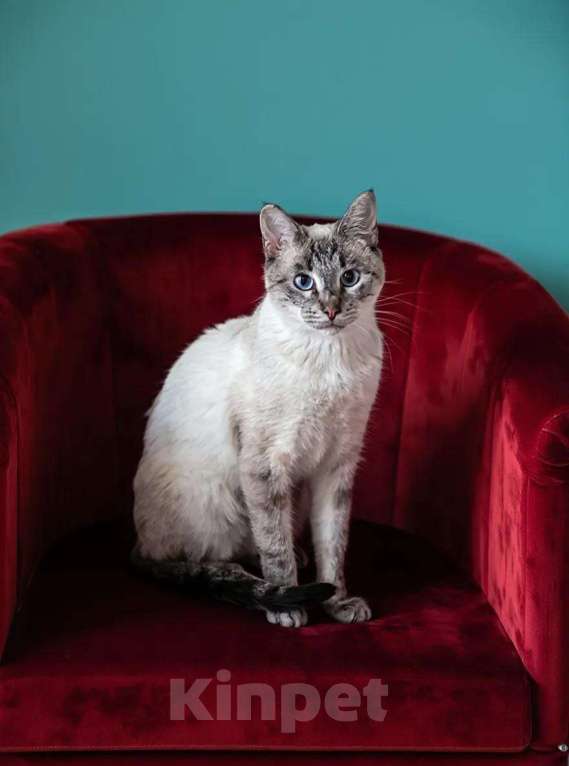 Кошки в Москве: кот Айс ищет дом Мальчик, 10 руб. - фото 9