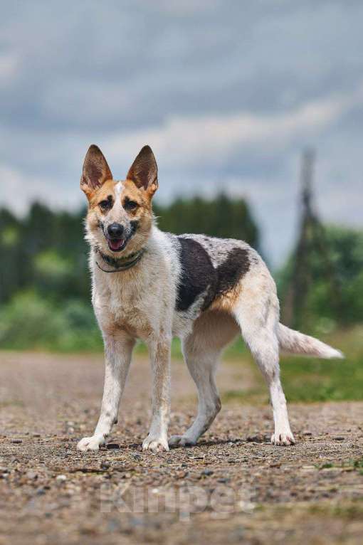 Собаки в Москве: Луна: возраст 1,5 г Девочка, Бесплатно - фото 4